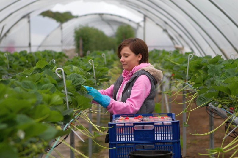 Berry growers have launched a recruitment drive to encourage people who have been affected by coronavirus-related redundancies to work on-farm (Photo: Angus Growers)