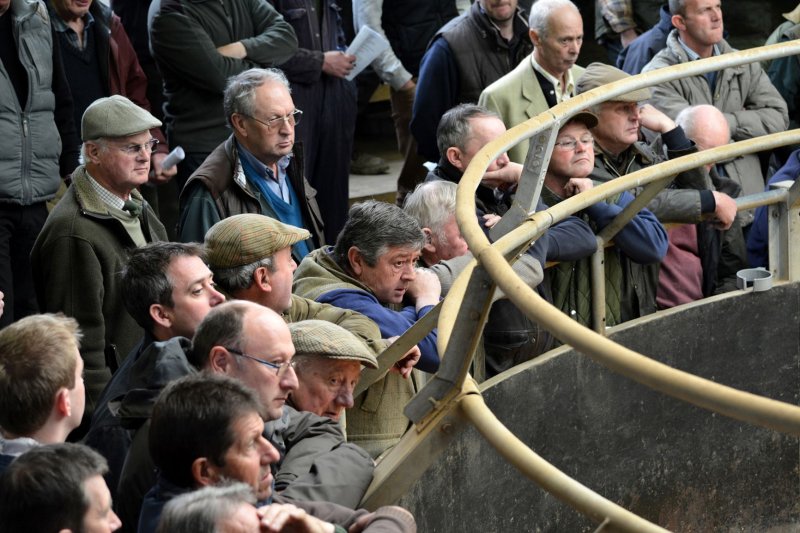 Auctioneers across the UK say livestock markets hold the key to maximising returns for farmers