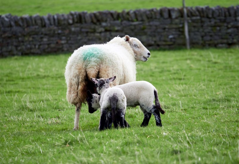 Sheep and red grouse are particularly susceptible to the tick-borne virus