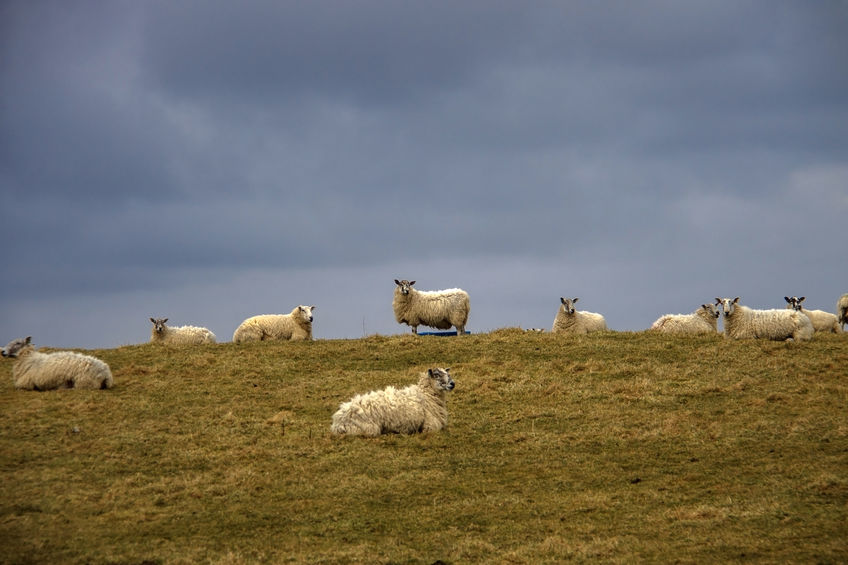 With the direct and indirect impacts of Covid-19 growing daily, farmers are concerned about the impact seen on the sheep trade