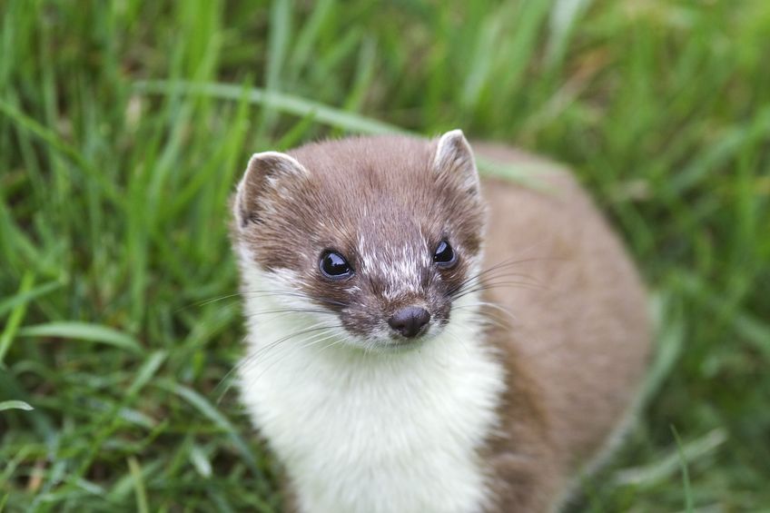 Natural England has released two new general licences for the control of stoats