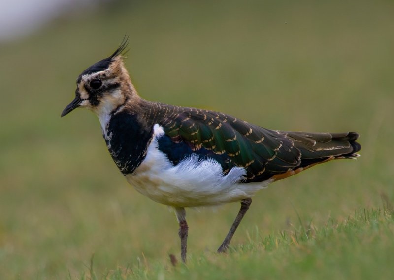 The report highlights the important role farmers and land managers can play when it comes to wader conservation