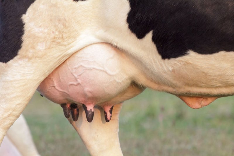 Farms have been forced to dump milk due to the effects of Covid-19 on the supply chain