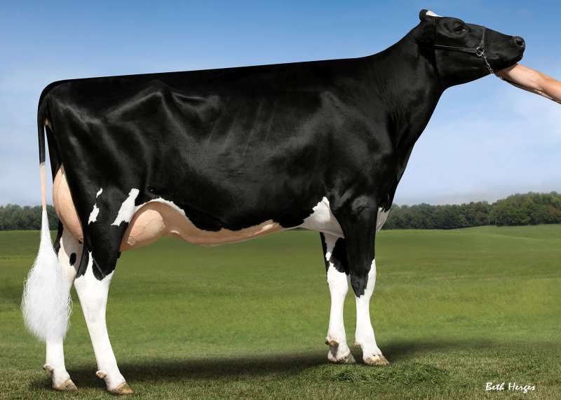The number one young Holstein sire is new entry Genosource Captain