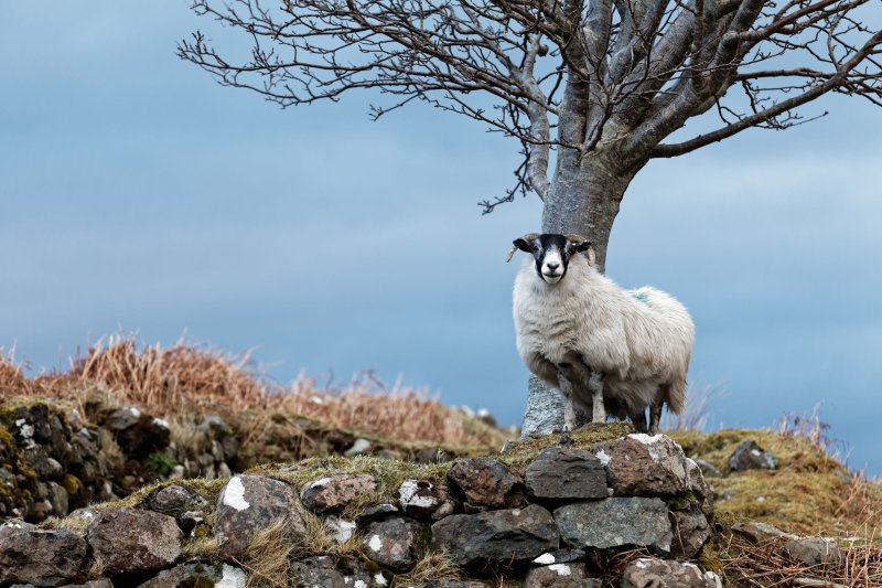 Financial support has been made to remote farmers and crofters in Scotland