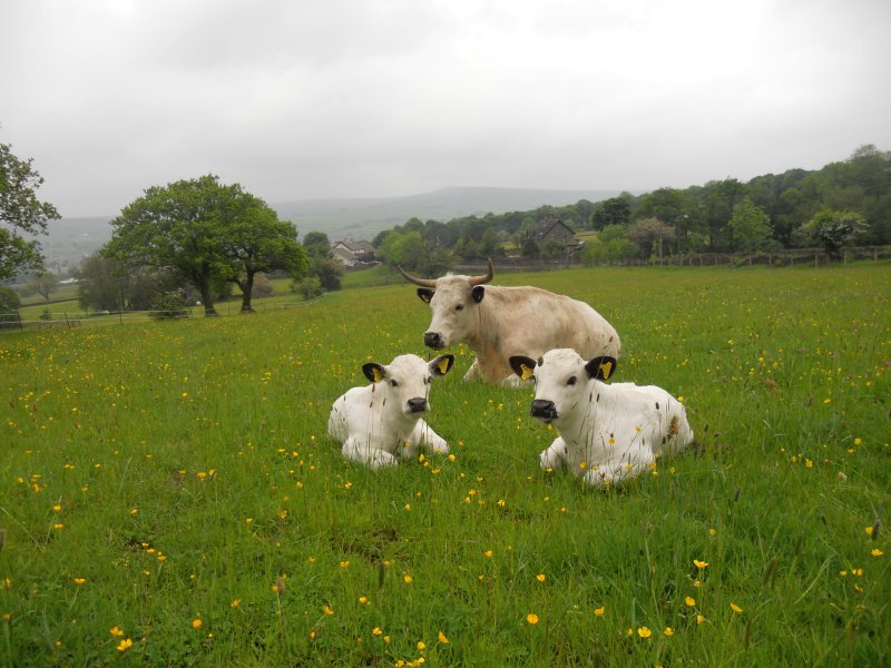 British native breed Vaynol cattle numbers have increased significantly this year