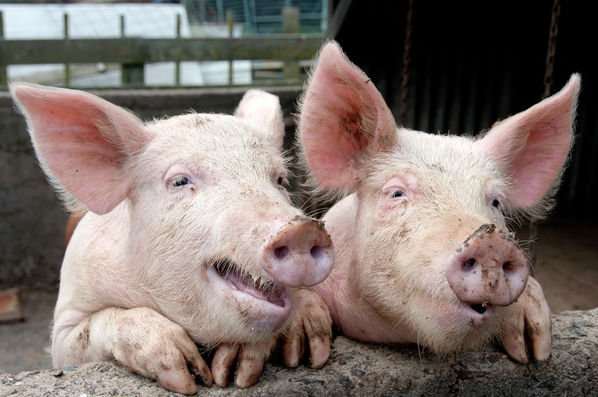 Research looked at whether pigs and chickens become infected, whether the pathogen replicates and if the animals show symptoms of disease