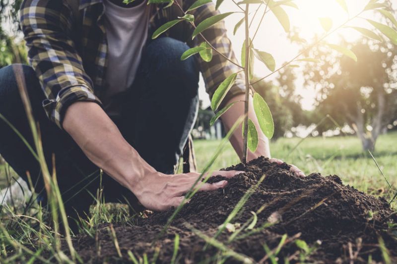 Successful participants will be offered the option to sell Woodland Carbon Units to the government over 35 years at a guaranteed price set by auction