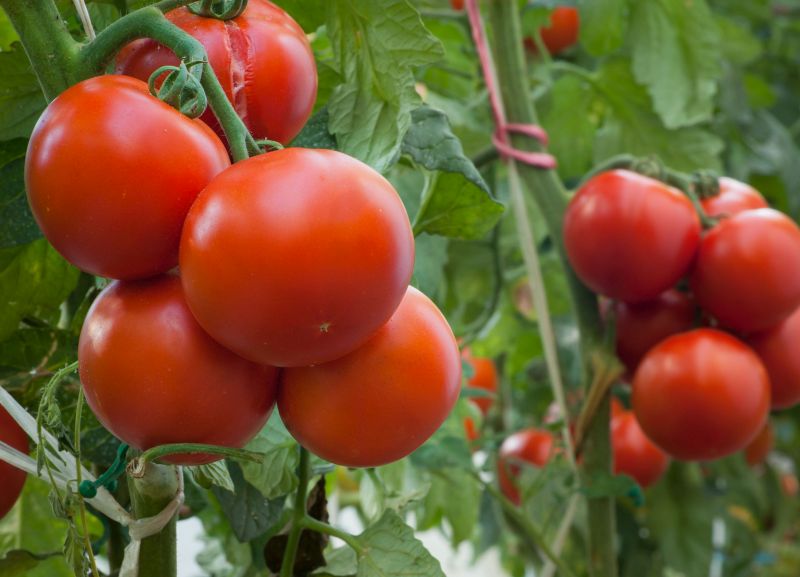 Two huge climate-friendly greenhouses are currently being constructed in Norfolk and Suffolk