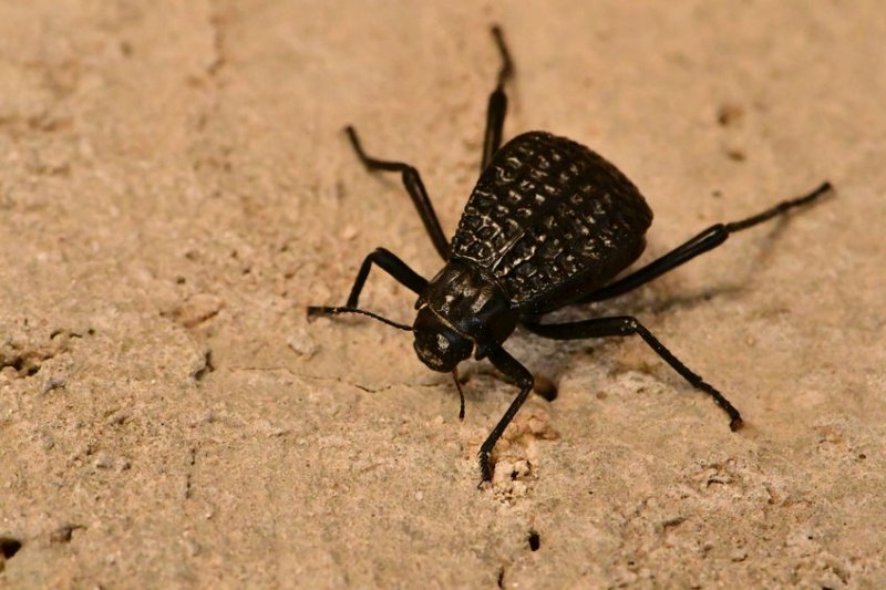 Ground beetles have been shown to be effective predators of crop pests such as aphids, slugs, caterpillars, grubs and mites