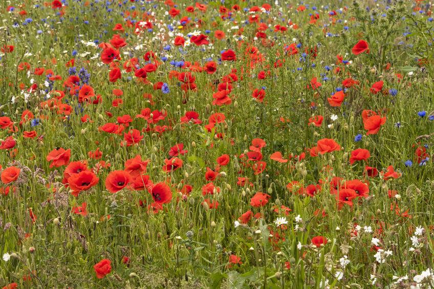 The project is investigating how landscape features such as hedgerows or wildflowers benefits on-farm biodiversity and crop yield