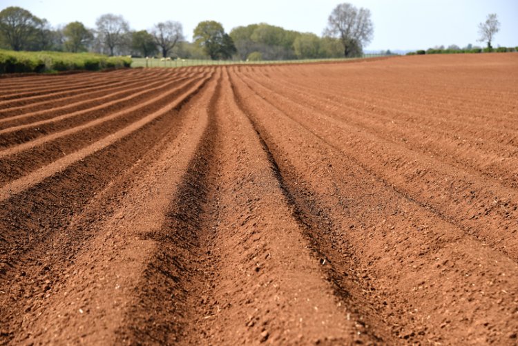 While the primary concern over the presence of weeds in potato crops is one of yield, it can also increase blight risk through sheltering leaves or contributing to a more favourable microclimate