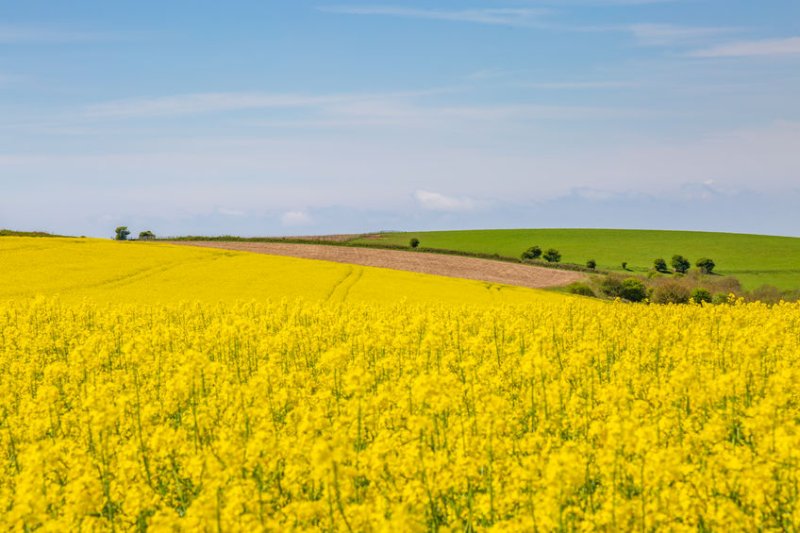 British oilseed rape growers are seeking an 'effective alternative' to neonics, which were banned by the EU in 2018