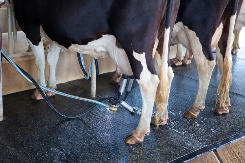 Three-quarters of British dairy farmers have had some form of impact on them as a result of the Covid-19 situation, the report said