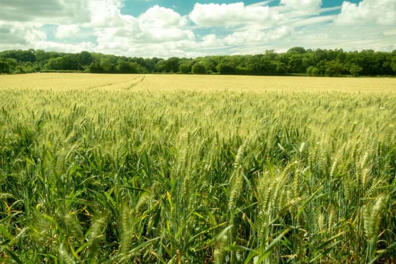 The new camera can highlight signs of drought stress or disease which are difficult to detect by eye