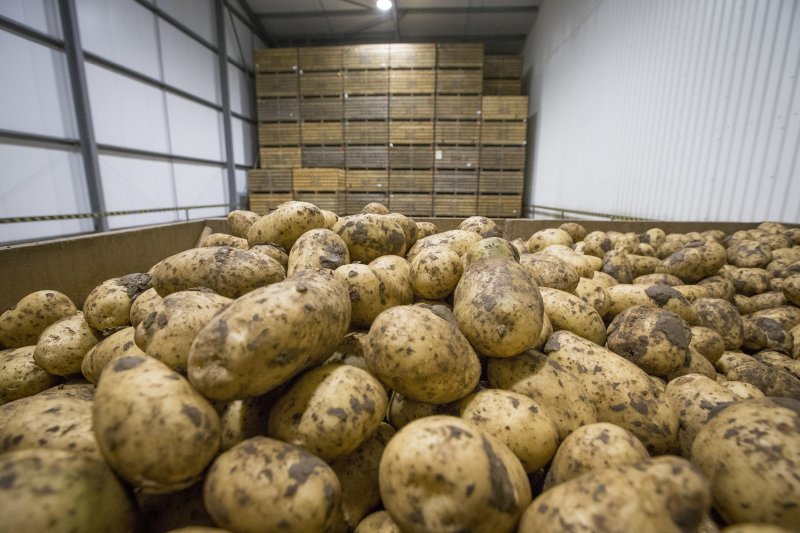 1.19 million tonnes of potatoes were in growers' stores at the end of March