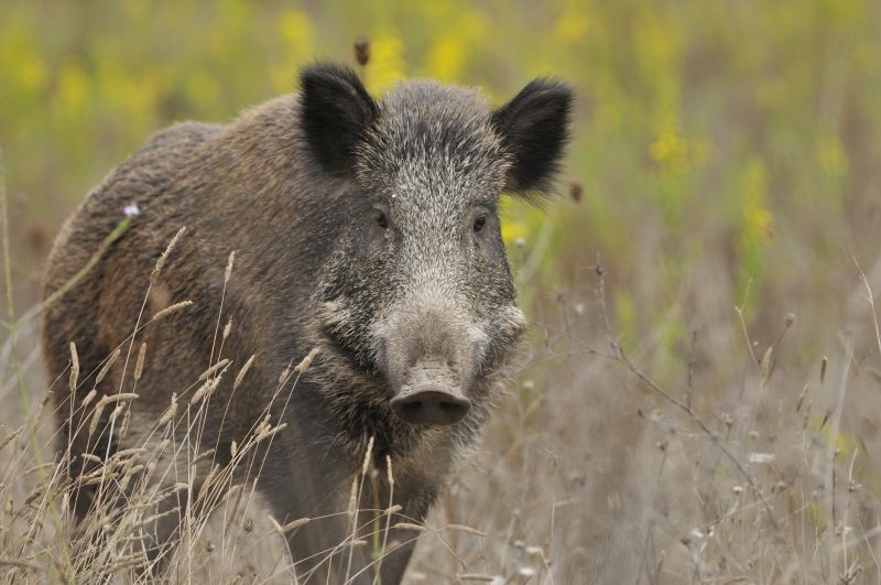 A new mathematical model was used to understand the different ways that African swine fever could be transmitted