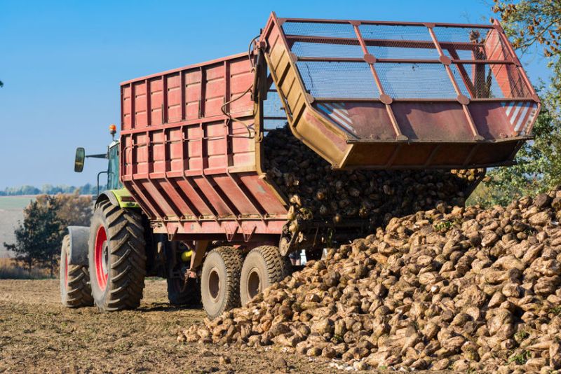 A total of 7.77m adjusted tonnes were processed by British Sugar for the 2019/20 campaign