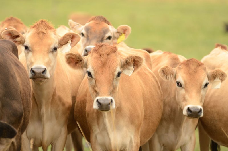 The herd of cows - which includes 10 calves - went missing from a Bodmin farm