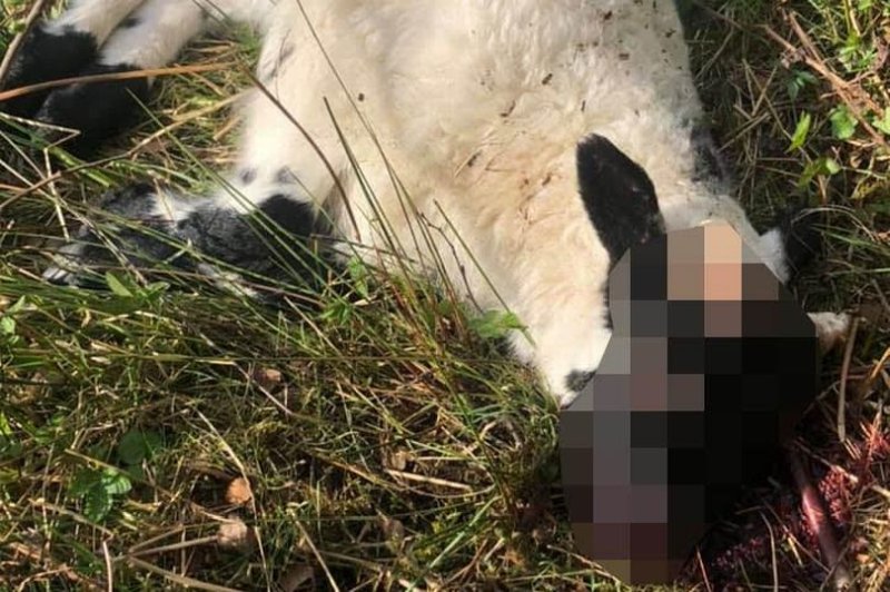 A group of men shot and killed a lamb with an air rifle (Photo: Facebook/Jock Welsh)