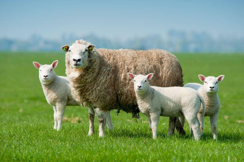 Thieves targeted a Starffordshire farm and stole dozens of sheep in what is the latest in a string of similar incidents to have occurred in recent weeks