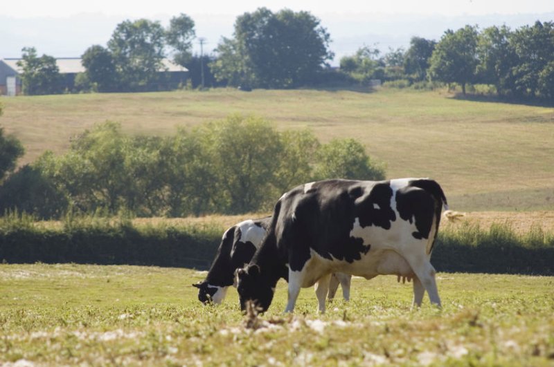 A support package to help English dairy farmers hit by an economic storm caused by the coronavirus pandemic has been unveiled