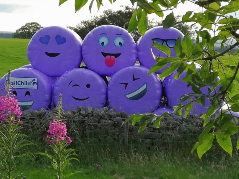 The eye-catching purple displays are needed to show on farms and in fields beside roads and paths