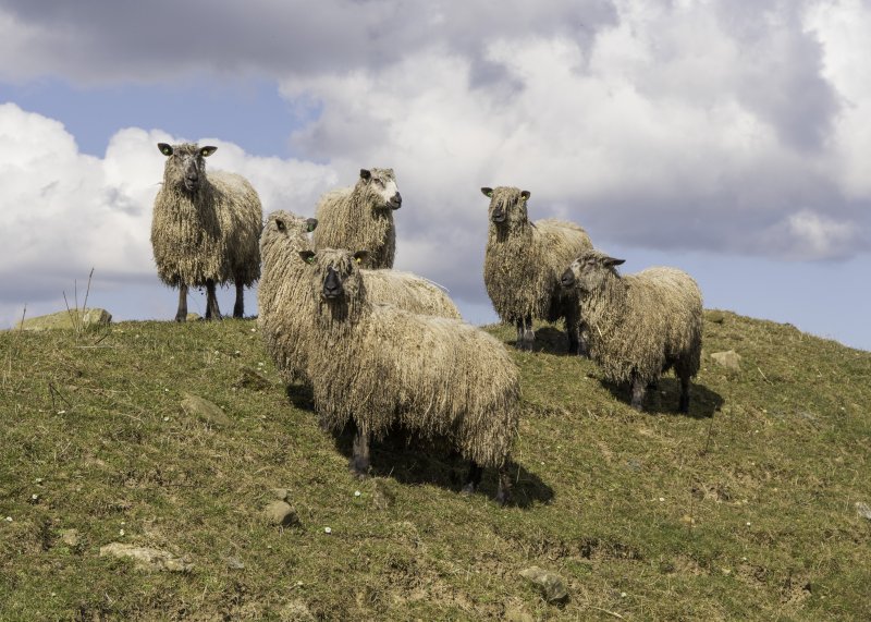 Native UK breeds such as Lincoln Longwool and Leicester Longwool have been on the decline for some time