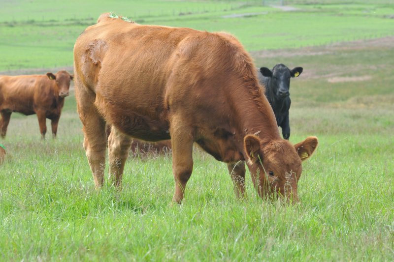 Boluses that detect heat and other activity have been administered orally into the rumens of 40 12-month-old heifers