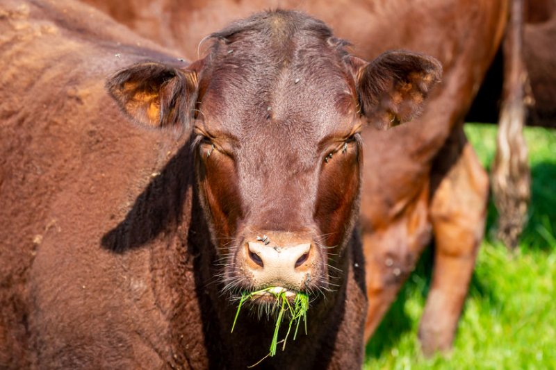 Only grasses and clovers that have undergone at least four years of independent testing are included