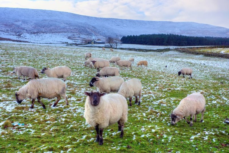 57 black faced wether sheep were stolen from a remote farm in Argyll, police said