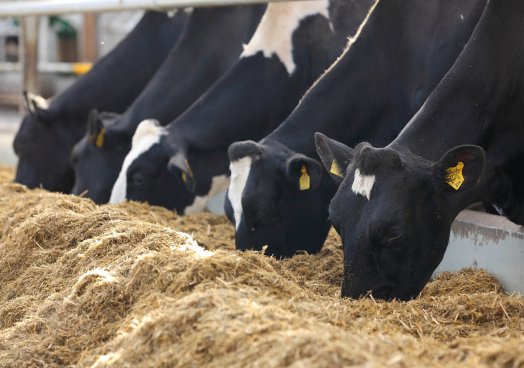 Farming minister Edwin Poots said the issues faced by Northern Irish dairy farmers are 'different' to that of their English and Welsh counterparts