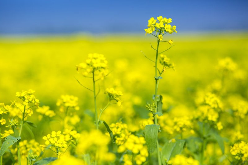 Cover crops are grown primarily for the purpose of ‘protecting or improving’ between periods of regular crop production