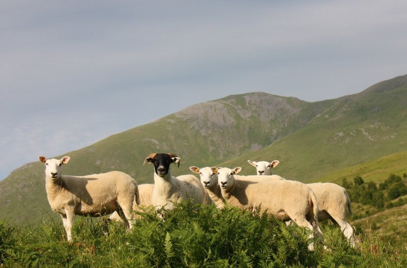 A new survey aims to improve flock health in European sheep