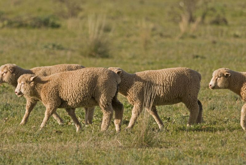 The top priority for farmers is preventing contamination of pastures with fluke eggs, animal health experts suggest