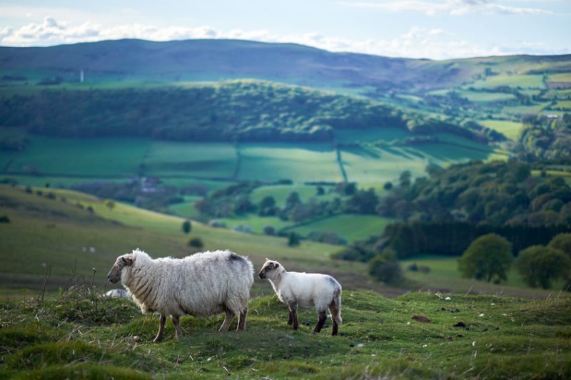 There is now a 'very real risk' that farmers are undermined by agri-food products produced to standards illegal in the UK