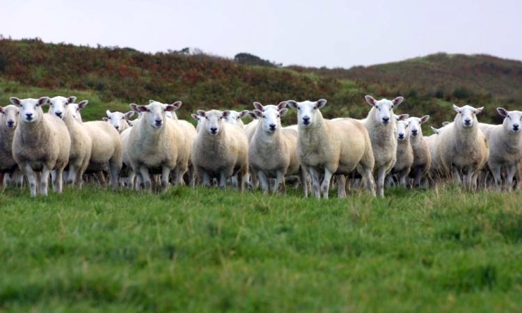 RamCompare takes nominated performance-recorded rams from various terminal sire breeds and uses them on nine commercial farms in the UK