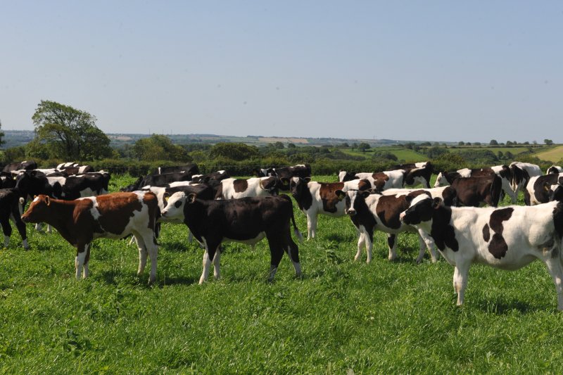 A Welsh dairy farm is exploiting genomic testing as a way to identify the most productive heifer replacements