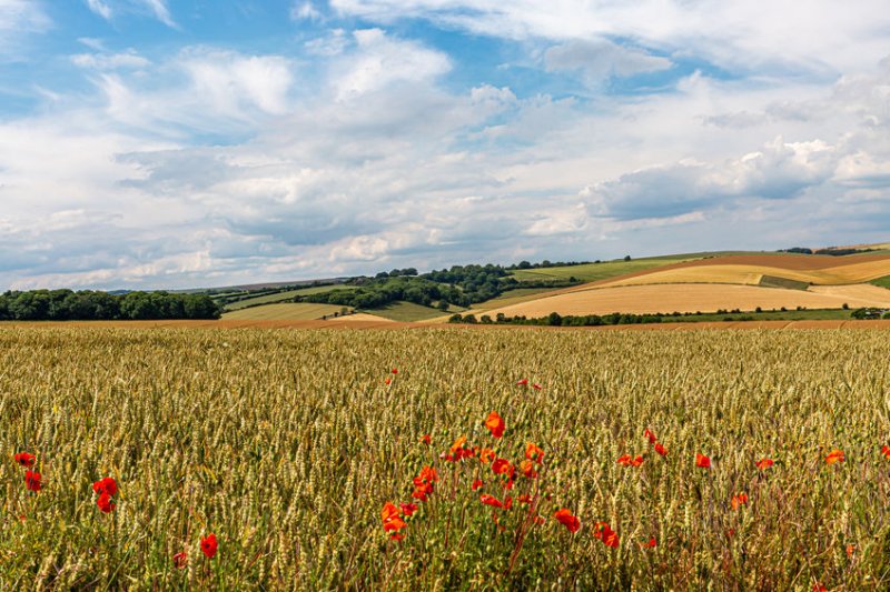 The development could make UK grown wheat more desirable for use in whisky compared to imported