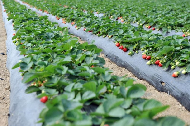 Strawberry powdery mildew caused major yield loss worth an estimated £56.8m in 2016