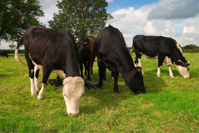 Beef producers have said that British food and farming has 'never been more important' 