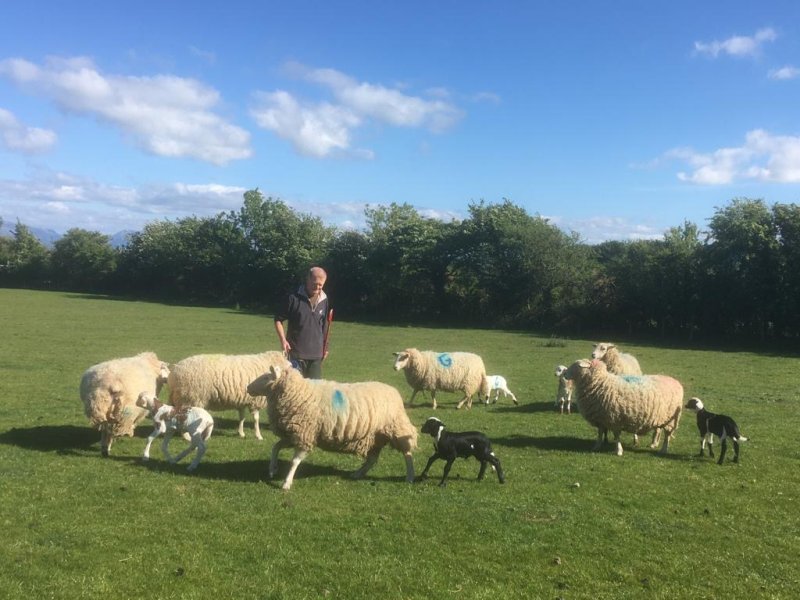 Peter Williams at his Anglesey farm, with some of the first fat-tailed Damara lambs born in the UK