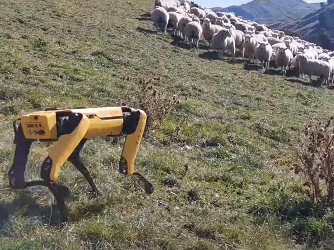 The robot's abilities include climbing stairs, travelling through challenging terrain, and even opening doors (Photo: Rocos/Youtube)