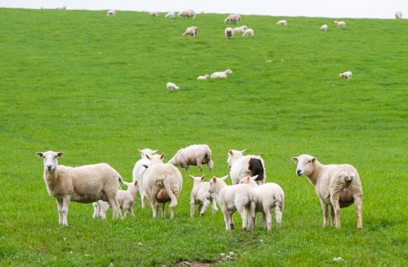 Figures show UK sheep meat exports fell by 40% in March as the the impacts of the coronavirus crisis become ever clearer