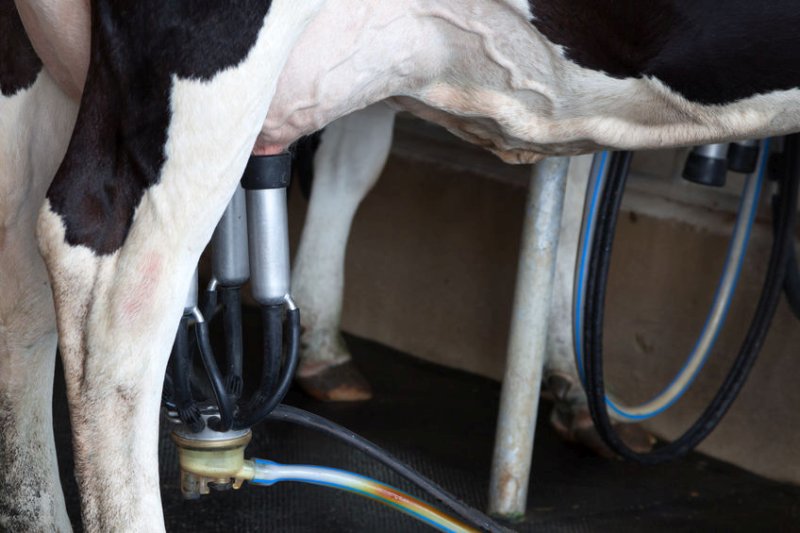 Understanding milk buyers and how exposed they are to a particular market is 'important'