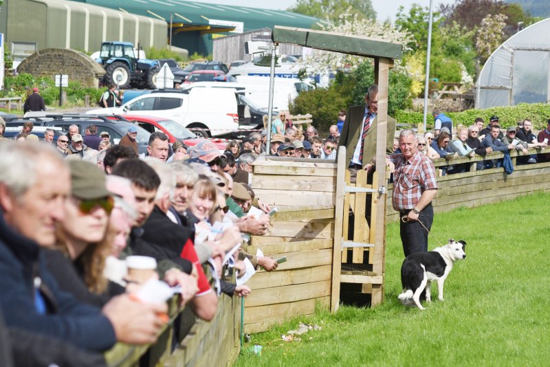 In a normal year, Skipton Auction Mart stages four seasonal working sheep dogs sales, which attract over 100 entries from breeders, handlers and trialists