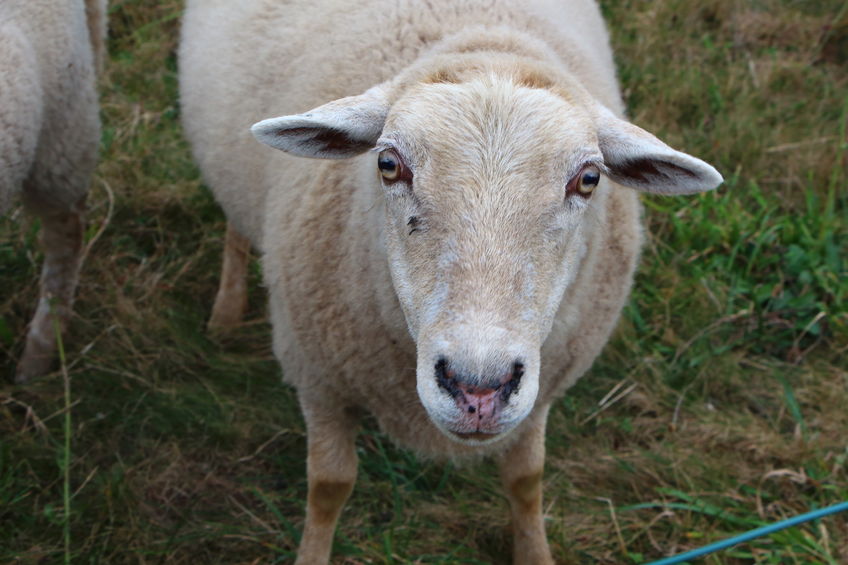 Police described the livestock theft incident as a 'high-value' theft