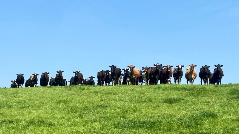 The initial test found approximately 10 percent of the farm's herd were positive for the disease