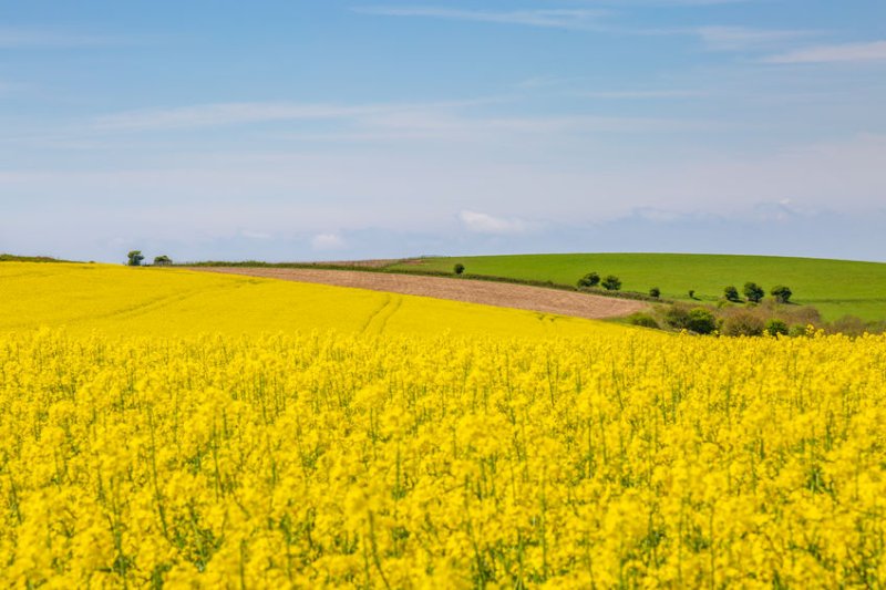 A parasitic wasp discovery could offer chemical-free pest control for oilseed rape growers