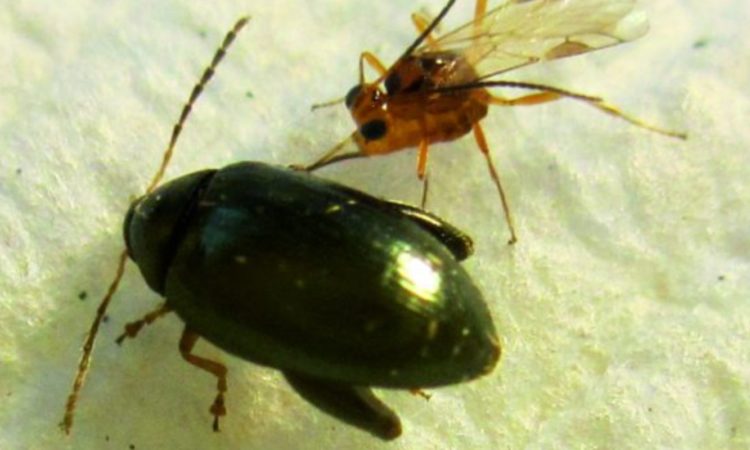 The study raises the possibility of employing the wasp as a biocontrol to protect oilseed rape